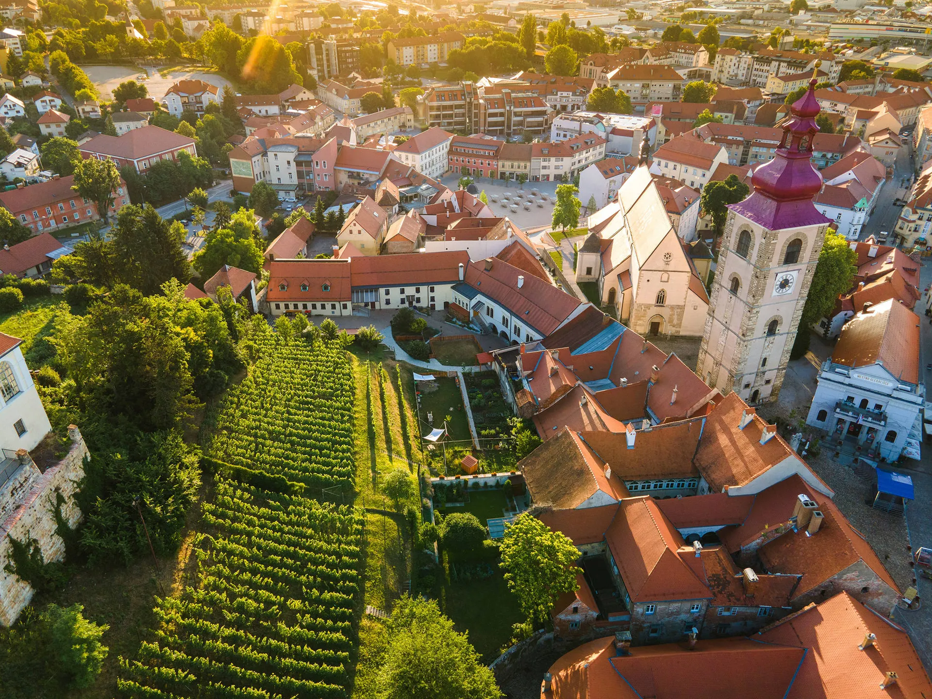 Oude wijngaarden in Ptuj